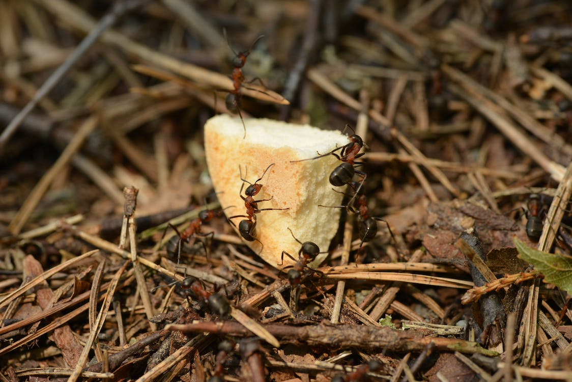 Is Carpenter Ant Damage Covered By Homeowners Insurance? Let’s Find Out!
